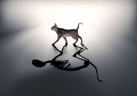 Katze mit Schatten von toter Katze
